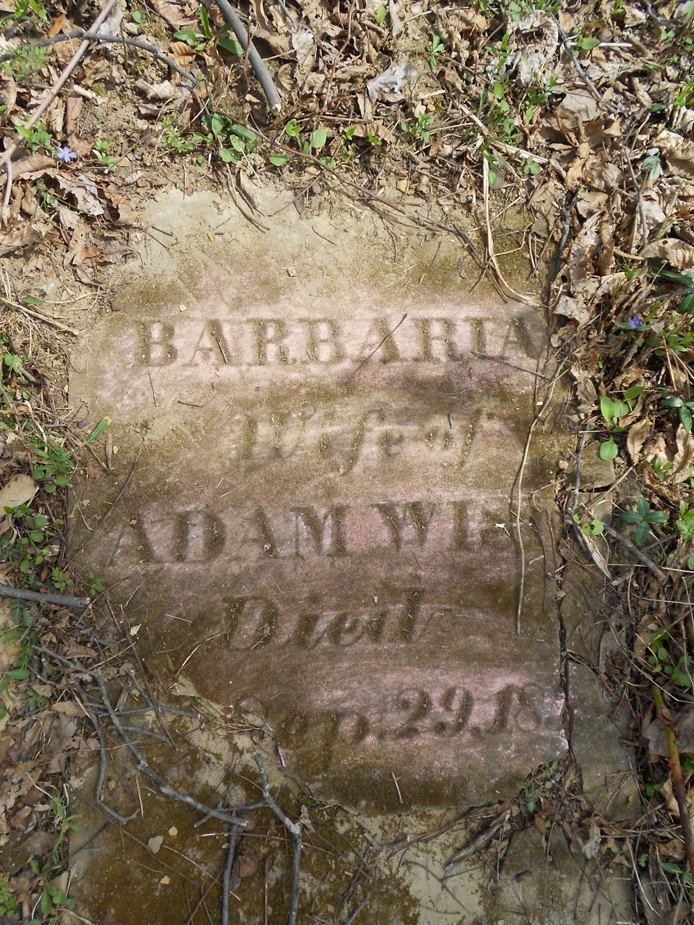 Barbara Wise